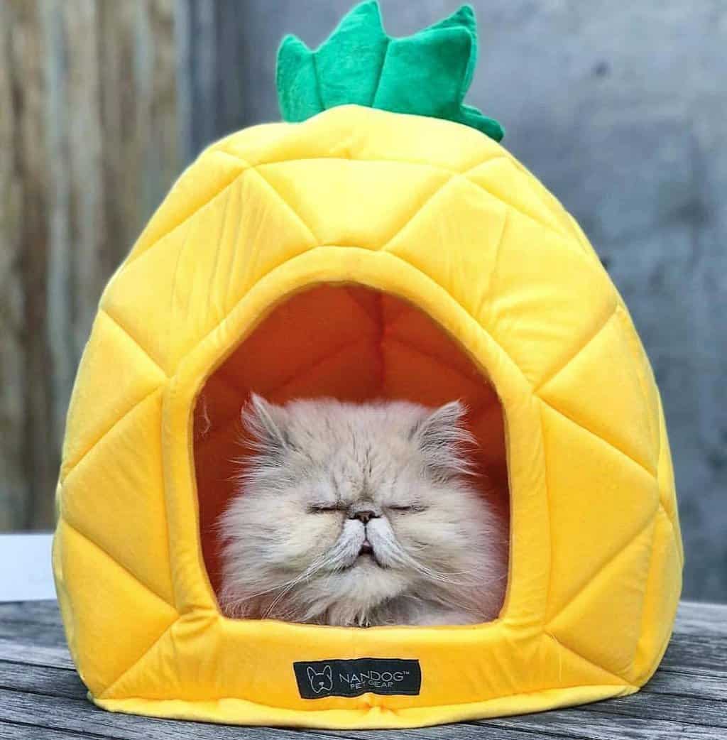 NANDOG Pineapple Dog and Cat Bed